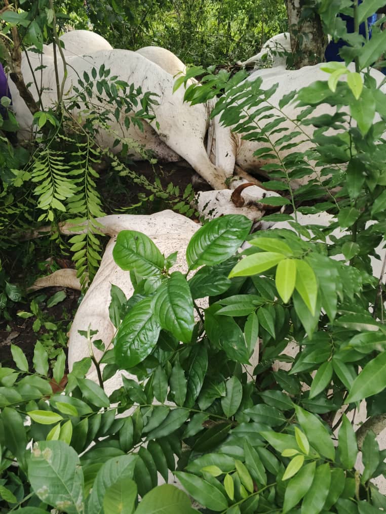 Ogun Police Urge Calm As 32 Cattle Die After Thunderstorm